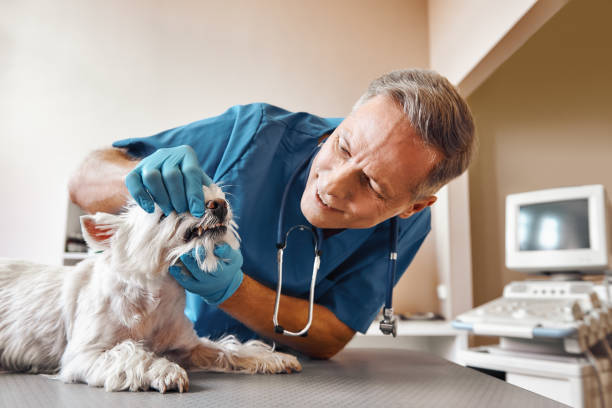 , NM Emergency Dental Service Company